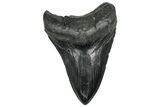 Fossil Megalodon Tooth - South Carolina #328980-1